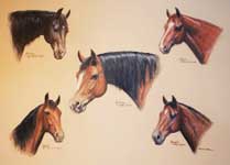 Lucille's Horses