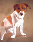 Todd Jack Russell