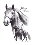 Paso Fino